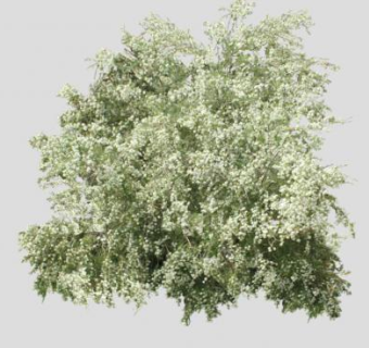 观赏植物灌木SU模型下载_sketchup草图大师SKP模型