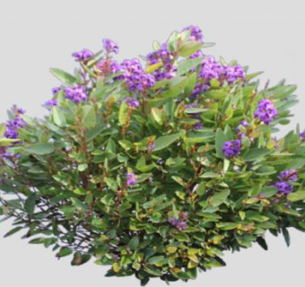 紫花绿叶灌木植物SU模型下载_sketchup草图大师SKP模型