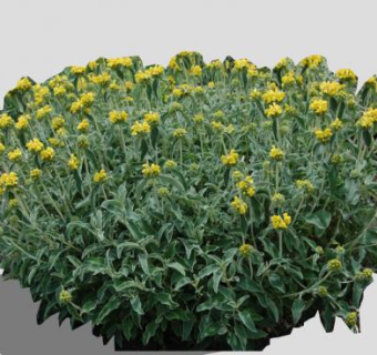 橙花糙苏灌木植物SU模型下载_sketchup草图大师SKP模型