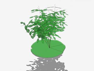 多茎灌木植物SU模型下载_sketchup草图大师SKP模型