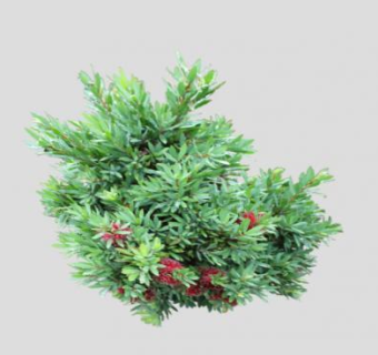 常绿直立灌木植物SU模型下载_sketchup草图大师SKP模型