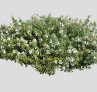 白花绿叶灌木植物SU模型下载_sketchup草图大师SKP模型