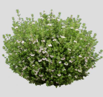 开花直立灌木植物SU模型下载_sketchup草图大师SKP模型