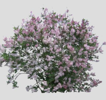 淡紫色开花灌木SU模型下载_sketchup草图大师SKP模型