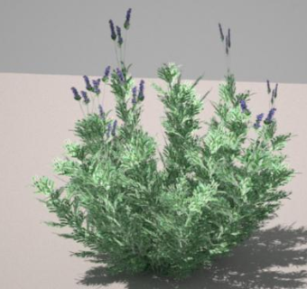 薰衣草灌木植物SU模型下载_sketchup草图大师SKP模型