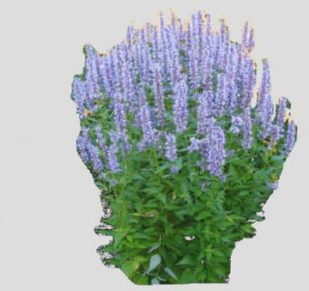 藿香植物多年生草本灌木SU模型下载_sketchup草图大师SKP模型