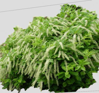 开花灌木SU模型下载_sketchup草图大师SKP模型