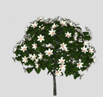 白花开花灌木SU模型下载_sketchup草图大师SKP模型