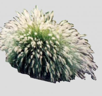 开花灌木木本植物SU模型下载_sketchup草图大师SKP模型