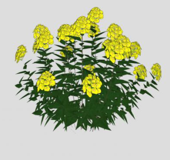 金英属矮小灌木植物SU模型下载_sketchup草图大师SKP模型
