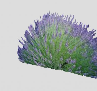小灌木植物薰衣草SU模型下载_sketchup草图大师SKP模型