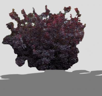 紫叶直立灌木植物SU模型下载_sketchup草图大师SKP模型
