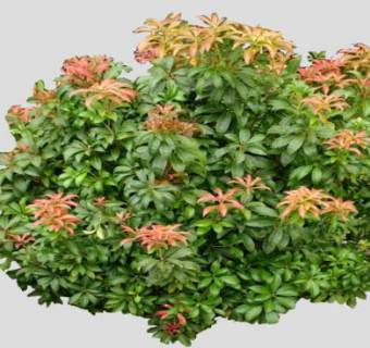 园林木本植物灌木SU模型下载_sketchup草图大师SKP模型