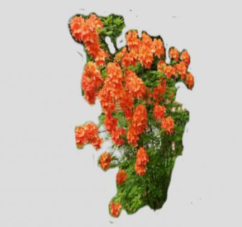 落叶灌木橙色杜鹃花SU模型下载_sketchup草图大师SKP模型