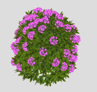 粉红色花灌木植物SU模型下载_sketchup草图大师SKP模型