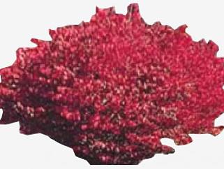 紫红色灌木植物SU模型下载_sketchup草图大师SKP模型