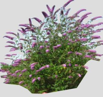 醉鱼草灌木植物SU模型下载_sketchup草图大师SKP模型