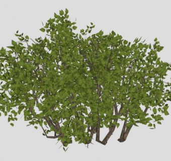 阔叶常绿灌木植物SU模型下载_sketchup草图大师SKP模型