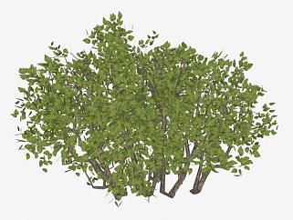 阔叶常绿灌木植物SU模型下载_sketchup草图大师SKP模型
