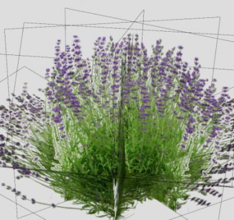 薰衣草香水植物SU模型下载_sketchup草图大师SKP模型