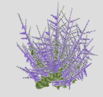 草本植物鼠尾草SU模型下载_sketchup草图大师SKP模型