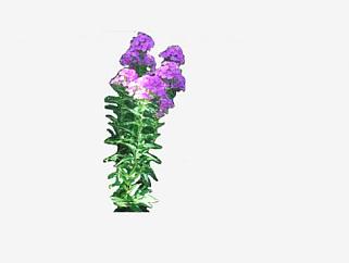 紫色花卉夹竹桃SU模型下载_sketchup草图大师SKP模型