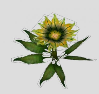 热带植物花卉SU模型下载_sketchup草图大师SKP模型