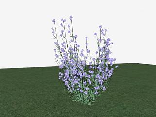 直立灌木<em>紫色</em>花朵SU模型下载_sketchup草图大师SKP模型