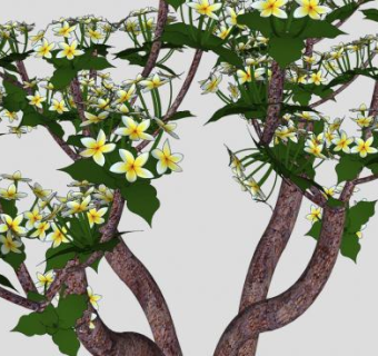 鸡蛋花树植物SU模型下载_sketchup草图大师SKP模型