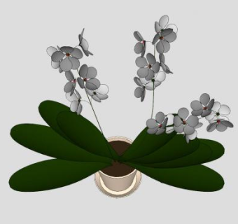 兰科植物花卉盆栽下载_sketchup草图大师SKP模型