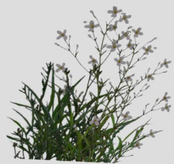 小型开花灌木SU模型下载_sketchup草图大师SKP模型
