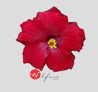 红色芙蓉花花朵SU模型下载_sketchup草图大师SKP模型