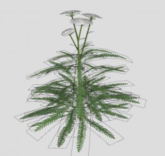 白色蓍属植物SU模型下载_sketchup草图大师SKP模型