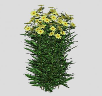 草本植物大花金鸡菊SU模型下载_sketchup草图大师SKP模型