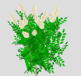 绣线菊花卉SU模型下载_sketchup草图大师SKP模型