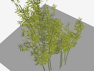 禾本<em>科</em>竹子植物SU模型下载_sketchup草图大师SKP模型