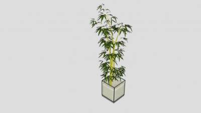 竹子植物观赏盆栽SU模型下载_sketchup草图大师SKP模型