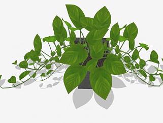 室内盆栽<em>藤蔓植物</em>SU模型下载_sketchup草图大师SKP模型