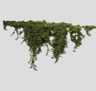 攀援植物常春藤SU模型下载_sketchup草图大师SKP模型
