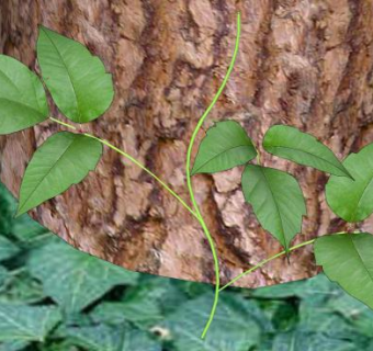 绿地木桩下的毒葛SU模型下载_sketchup草图大师SKP模型