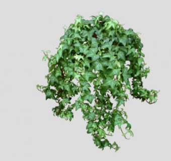 常春藤植物SU模型下载_sketchup草图大师SKP模型