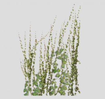 常绿攀援藤本植物SU模型下载_sketchup草图大师SKP模型
