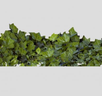 攀缘植物藤蔓SU模型下载_sketchup草图大师SKP模型