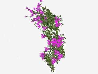 紫色<em>花卉</em>藤本植物SU模型下载_sketchup草图大师SKP模型