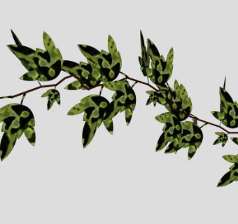 多年生常绿灌木常春藤SU模型下载_sketchup草图大师SKP模型