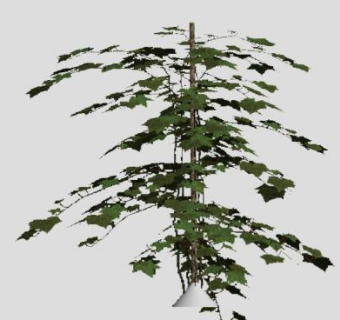 常春滕植物SU模型下载_sketchup草图大师SKP模型