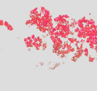 园艺植物蔓藤蔷薇SU模型下载_sketchup草图大师SKP模型
