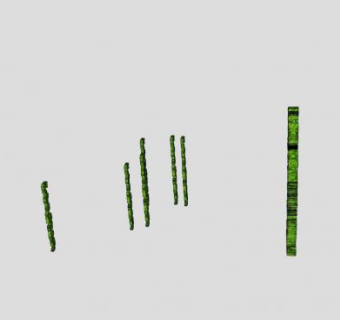 垂直生长藤蔓的SU模型下载_sketchup草图大师SKP模型