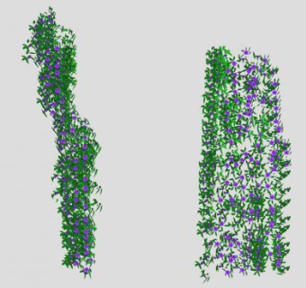 常绿草质铁线莲藤蔓SU模型下载_sketchup草图大师SKP模型