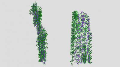 常绿草质铁线莲藤蔓SU模型下载_sketchup草图大师SKP模型